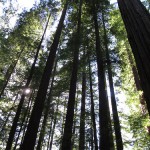 Does CA need to reconsider parking permits for its state parks?