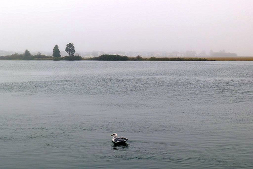 Seagull on the water in NH