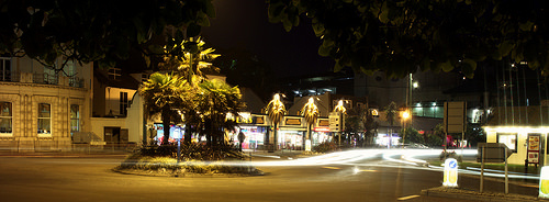 Torquay palms